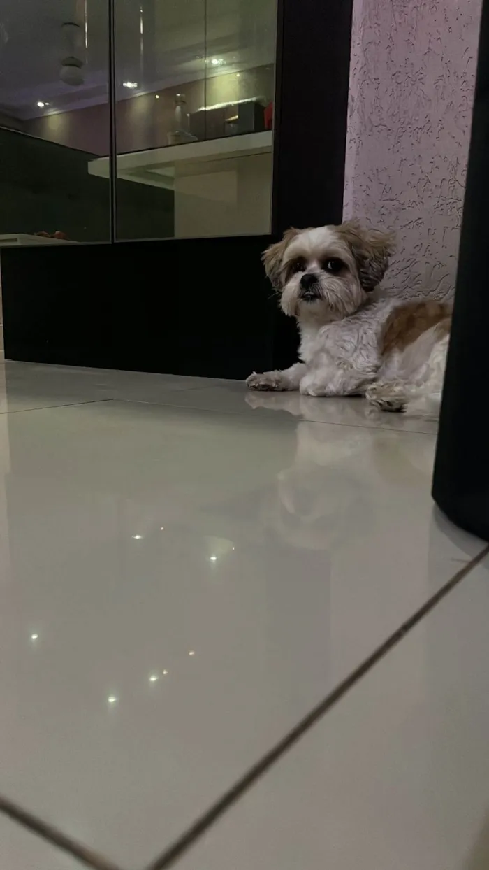 Cachorro ra a Shitzu idade 6 ou mais anos nome Teddy 