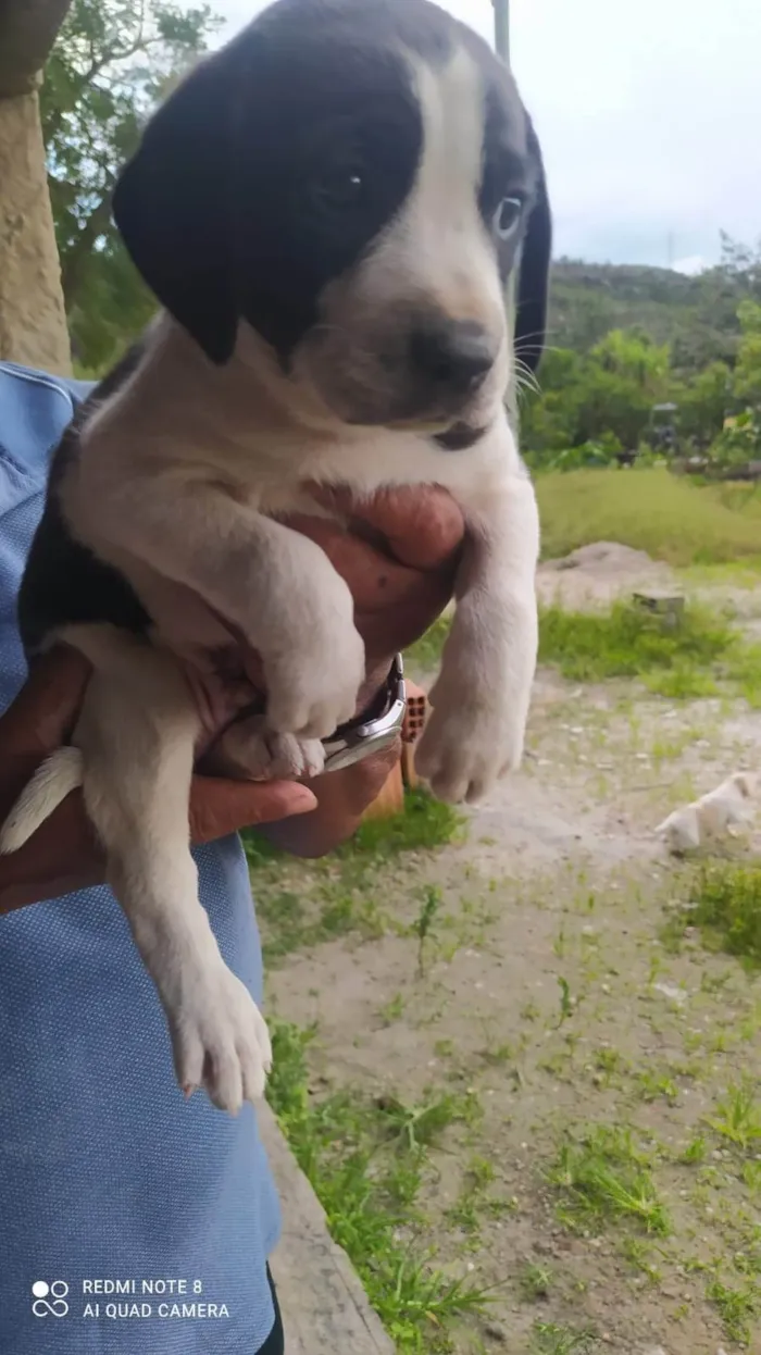 Cachorro ra a SRD-ViraLata idade Abaixo de 2 meses nome Thor