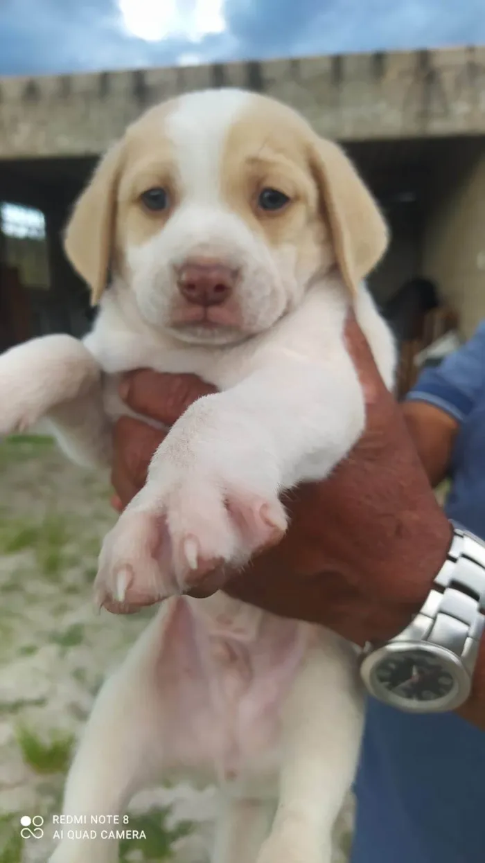 Cachorro ra a SRD-ViraLata idade Abaixo de 2 meses nome Théo 