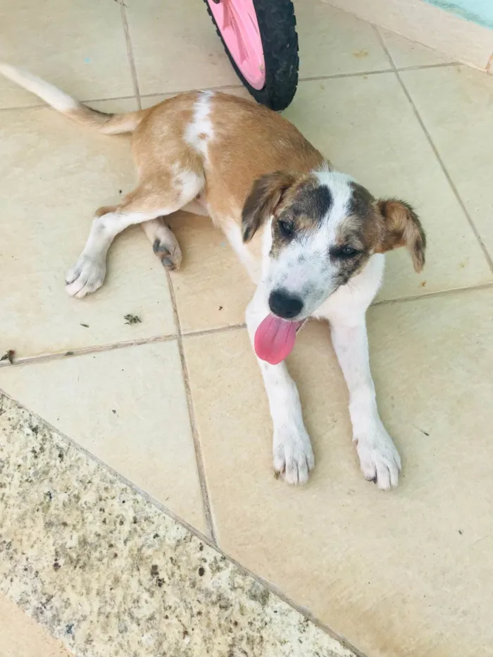 Cachorro ra a SRD-ViraLata idade 2 a 6 meses nome Bingo 