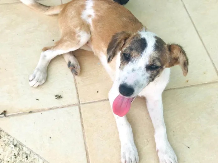 Cachorro ra a SRD-ViraLata idade 2 a 6 meses nome Bingo 