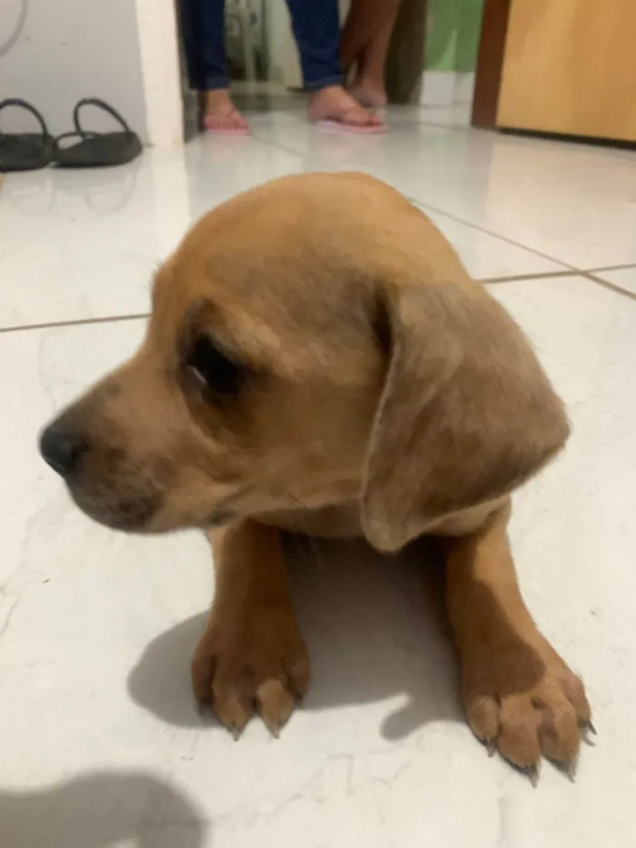 Cachorro ra a SRD-ViraLata idade Abaixo de 2 meses nome Ainda sem nome