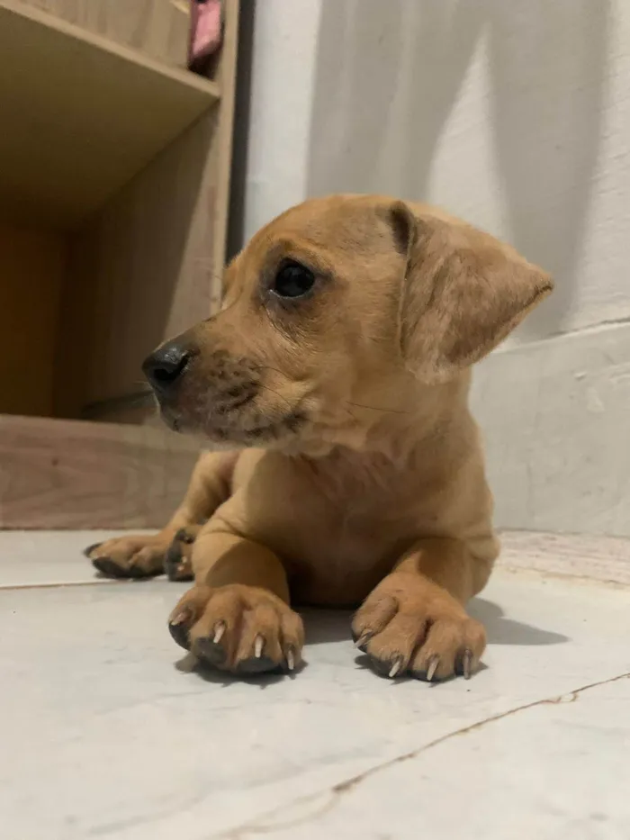 Cachorro ra a SRD-ViraLata idade Abaixo de 2 meses nome Ainda sem nome