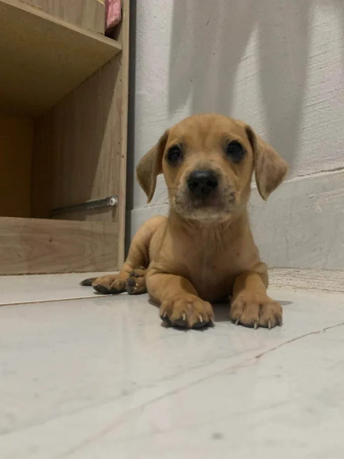 Cachorro ra a SRD-ViraLata idade Abaixo de 2 meses nome Ainda sem nome