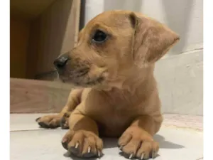 Cachorro raça SRD-ViraLata idade Abaixo de 2 meses nome Ainda sem nome