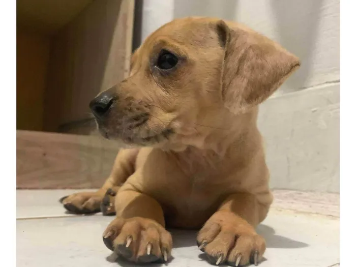 Cachorro ra a SRD-ViraLata idade Abaixo de 2 meses nome Ainda sem nome