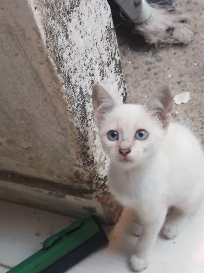 Gato ra a SRD-ViraLata idade 2 a 6 meses nome Sem nome