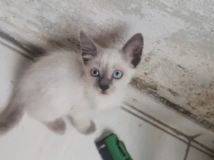 Gato raça SRD-ViraLata idade 2 a 6 meses nome Sem nome