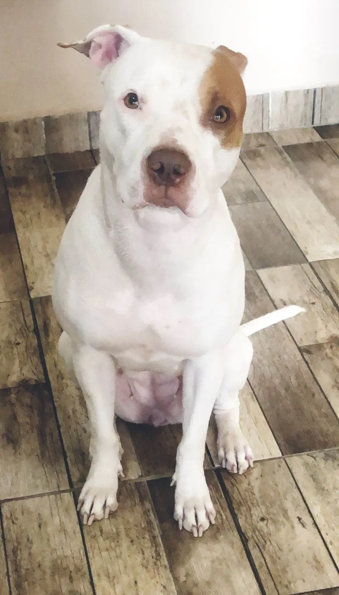 Cachorro ra a Pit-Bull idade 4 anos nome Brisa