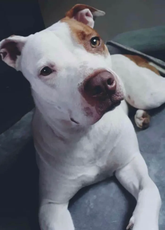 Cachorro ra a Pit-Bull idade 4 anos nome Brisa