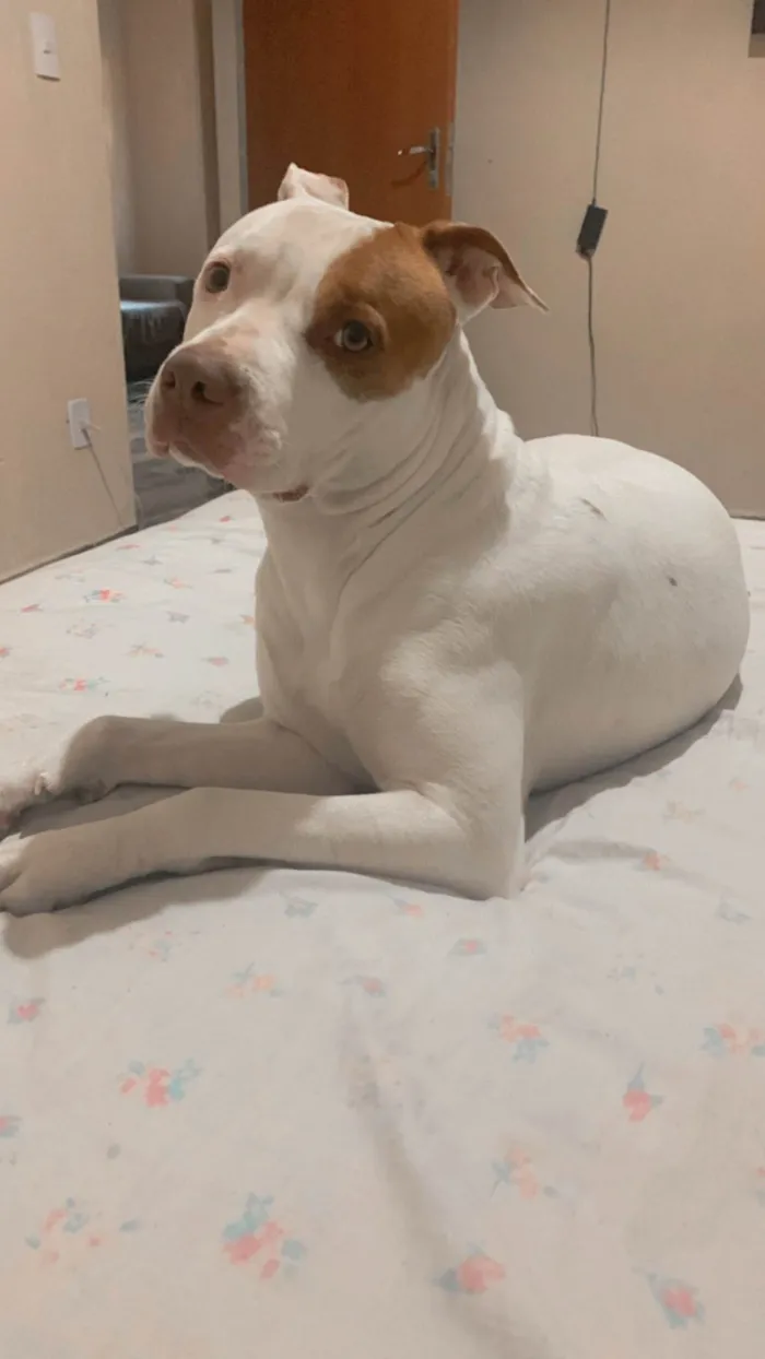 Cachorro ra a Pit-Bull idade 4 anos nome Brisa