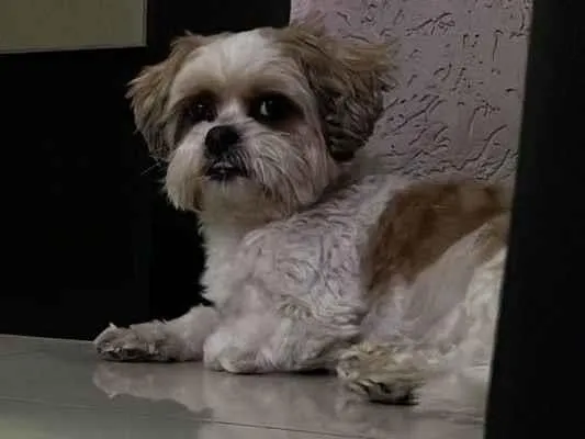 Cachorro ra a Shitzu idade 6 ou mais anos nome Teddy 