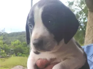 Cachorro raça SRD-ViraLata idade Abaixo de 2 meses nome Thor