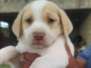 Cachorro raça SRD-ViraLata idade Abaixo de 2 meses nome Théo 