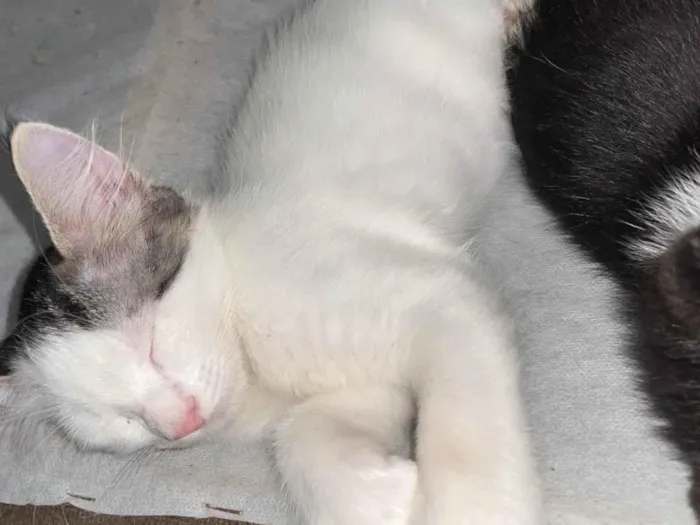 Gato ra a SRD-ViraLata idade Abaixo de 2 meses nome Não tem nome 