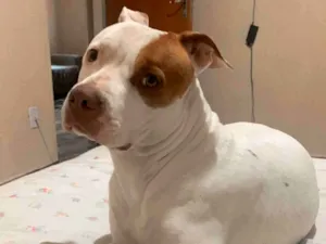 Cachorro raça Pit-Bull idade 4 anos nome Brisa