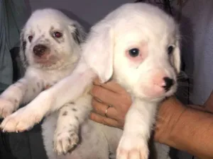 Cachorro raça Dálmata idade 2 a 6 meses nome Não tem.