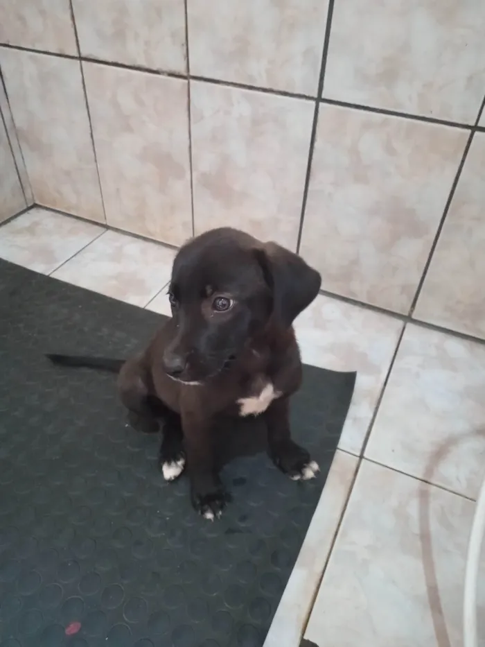 Cachorro ra a SRD-ViraLata idade 2 a 6 meses nome Sem nome