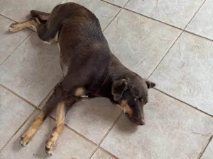 Cachorro raça SRD-ViraLata idade 2 anos nome sem nome 