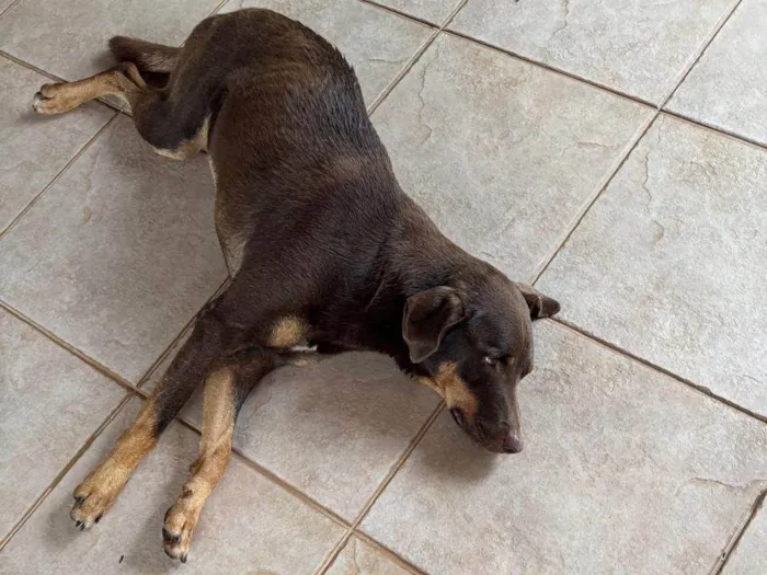 Cachorro ra a SRD-ViraLata idade 2 anos nome sem nome 