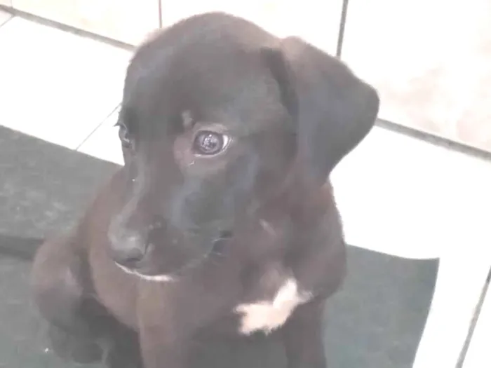 Cachorro ra a SRD-ViraLata idade 2 a 6 meses nome Sem nome