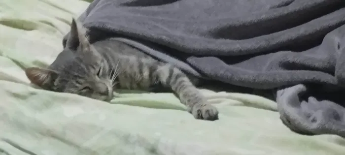 Gato ra a SRD-ViraLata idade 3 anos nome Pirí