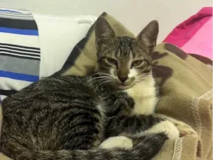 Gato raça SRD-ViraLata idade 2 a 6 meses nome Sem nome