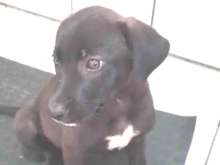 Cachorro ra a SRD-ViraLata idade 2 a 6 meses nome Sem nome