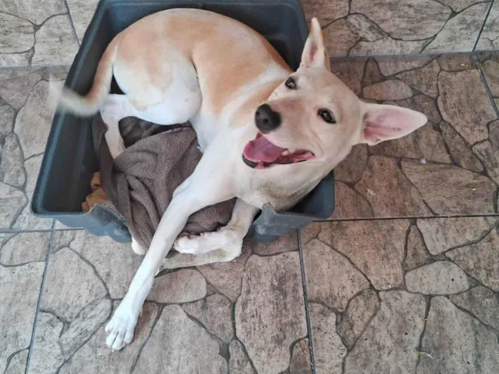 Cachorro ra a SRD-ViraLata idade 1 ano nome Mel