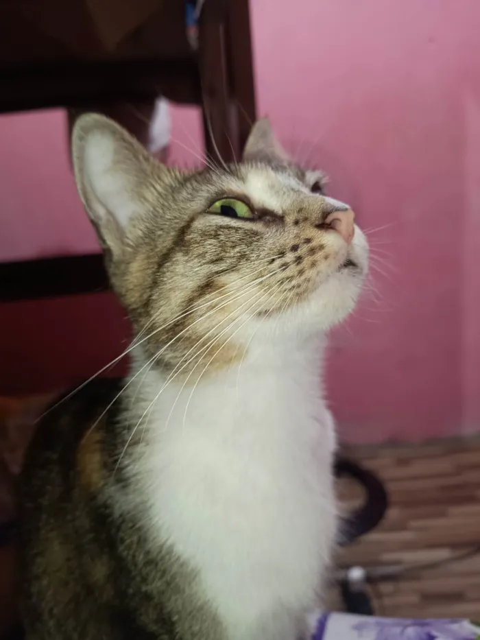 Gato ra a SRD-ViraLata idade 2 anos nome Gaia