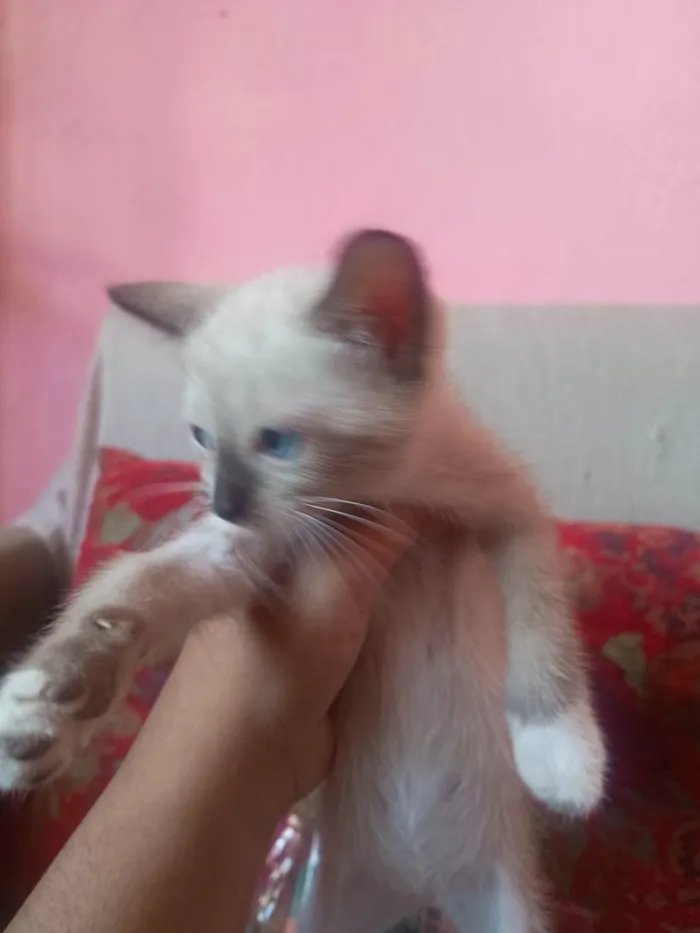 Gato ra a Siamês idade Abaixo de 2 meses nome Carminha 