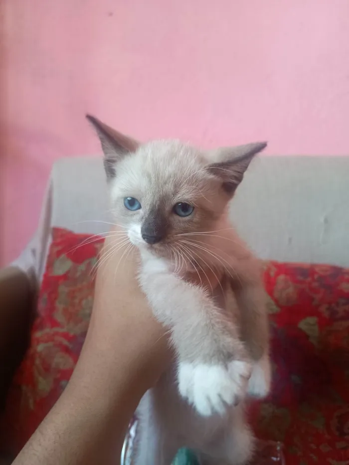 Gato ra a Siamês idade Abaixo de 2 meses nome Carminha 