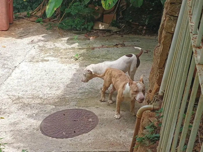 Cachorro ra a Pit-Bull idade 7 a 11 meses nome Sem nome