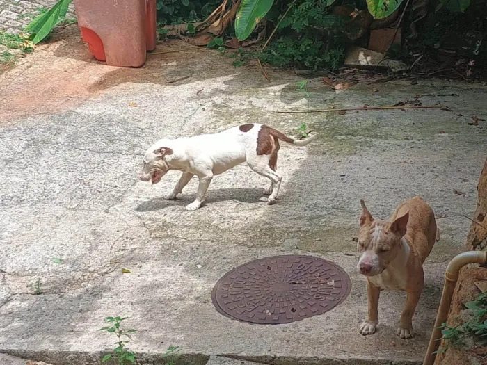 Cachorro ra a Pit-Bull idade 7 a 11 meses nome Sem nome