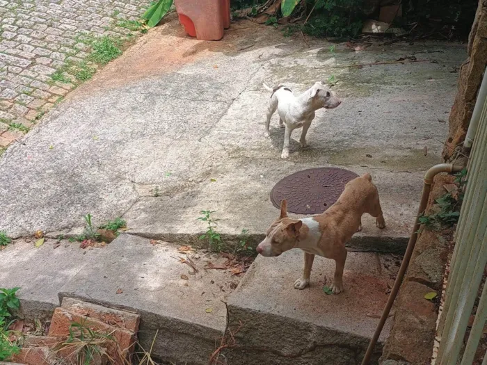 Cachorro ra a Pit-Bull idade 7 a 11 meses nome Sem nome