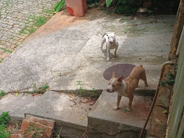 Cachorro ra a Pit-Bull idade 7 a 11 meses nome Sem nome