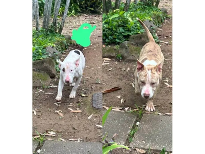 Cachorro ra a Pit-Bull idade 7 a 11 meses nome Sem nome