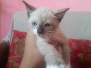 Gato raça Siamês idade Abaixo de 2 meses nome Carminha 