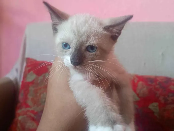 Gato ra a Siamês idade Abaixo de 2 meses nome Carminha 