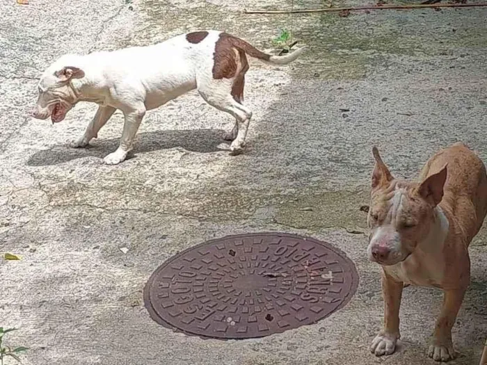 Cachorro ra a Pit-Bull idade 7 a 11 meses nome Sem nome