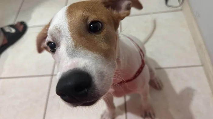 Cachorro ra a SRD-ViraLata idade 2 a 6 meses nome Max