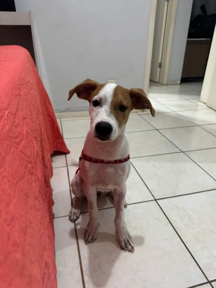 Cachorro ra a SRD-ViraLata idade 2 a 6 meses nome Max