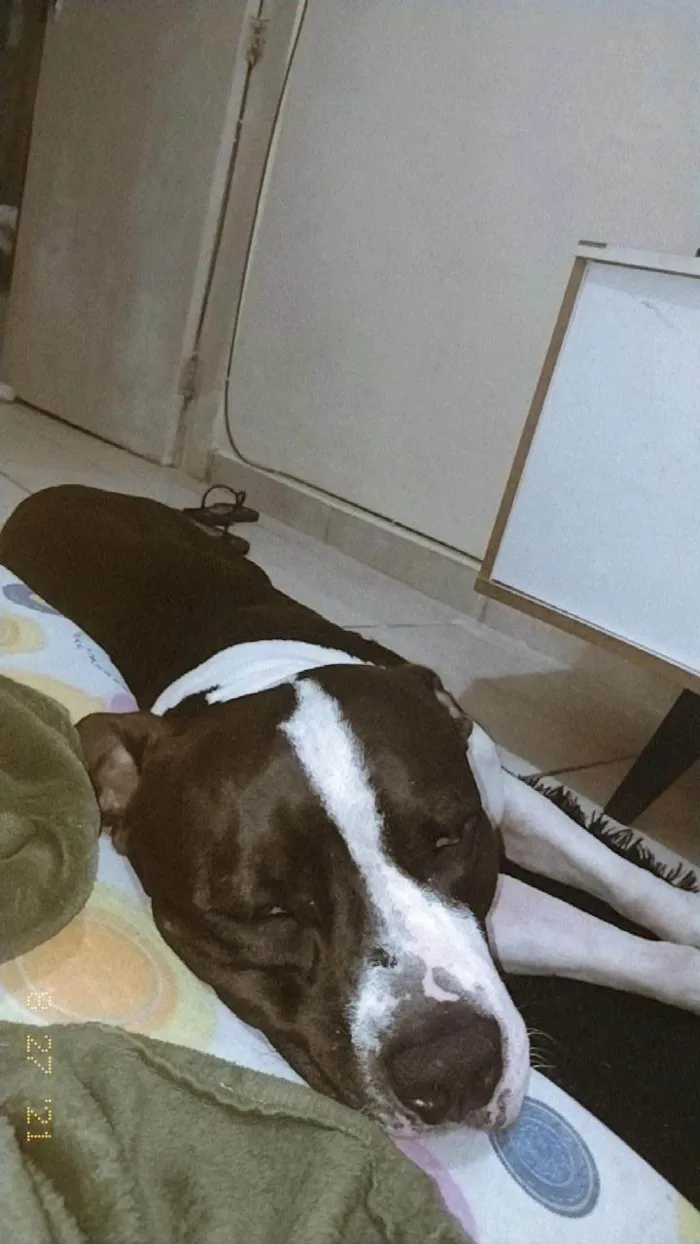 Cachorro ra a Pit-Bull idade 1 ano nome Zaion