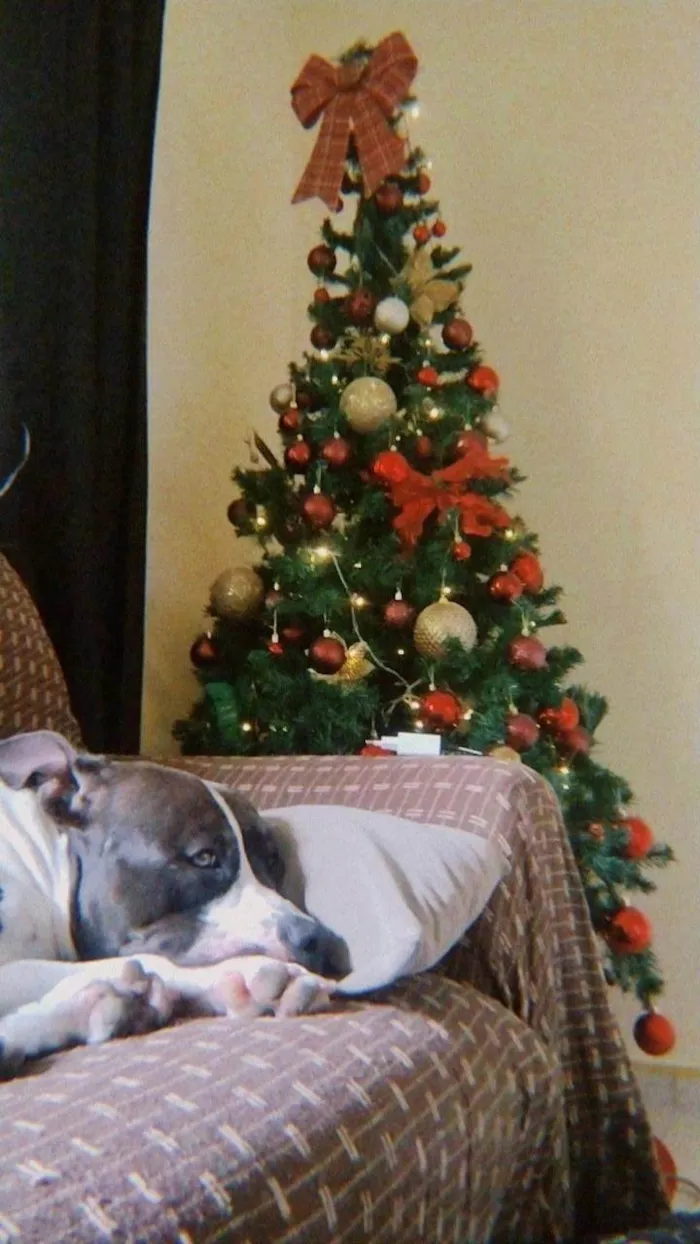 Cachorro ra a Pit-Bull idade 1 ano nome Zaion