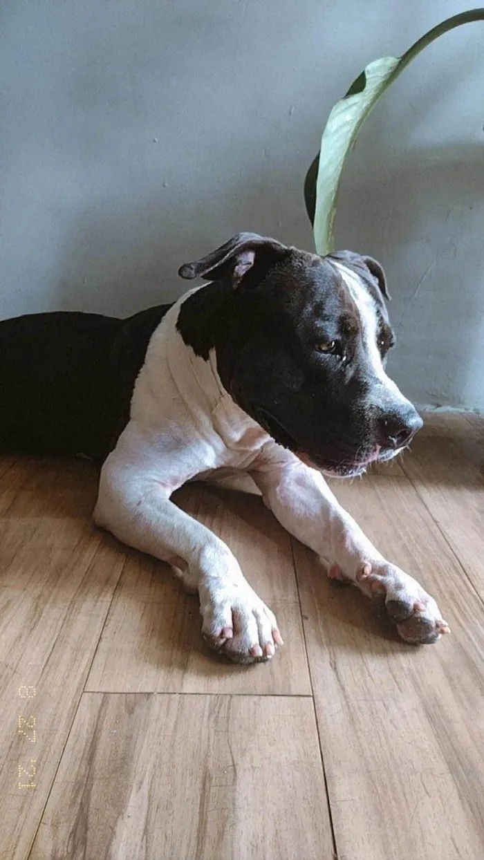 Cachorro ra a Pit-Bull idade 1 ano nome Zaion