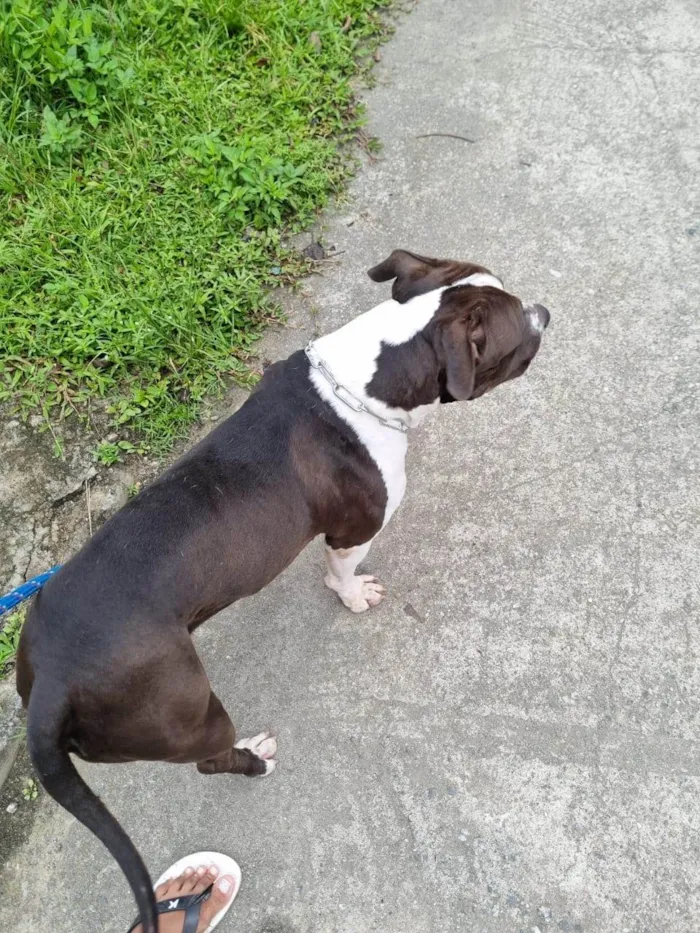 Cachorro ra a Pit-Bull idade 1 ano nome Zaion