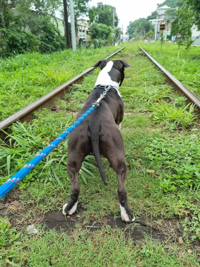 Cachorro ra a Pit-Bull idade 1 ano nome Zaion