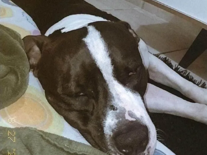 Cachorro ra a Pit-Bull idade 1 ano nome Zaion