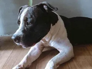 Cachorro raça Pit-Bull idade 1 ano nome Zaion