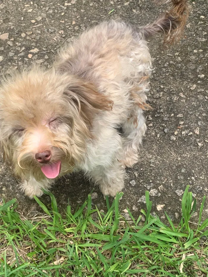 Cachorro ra a SRD-ViraLata idade 1 ano nome Zé gotinha 